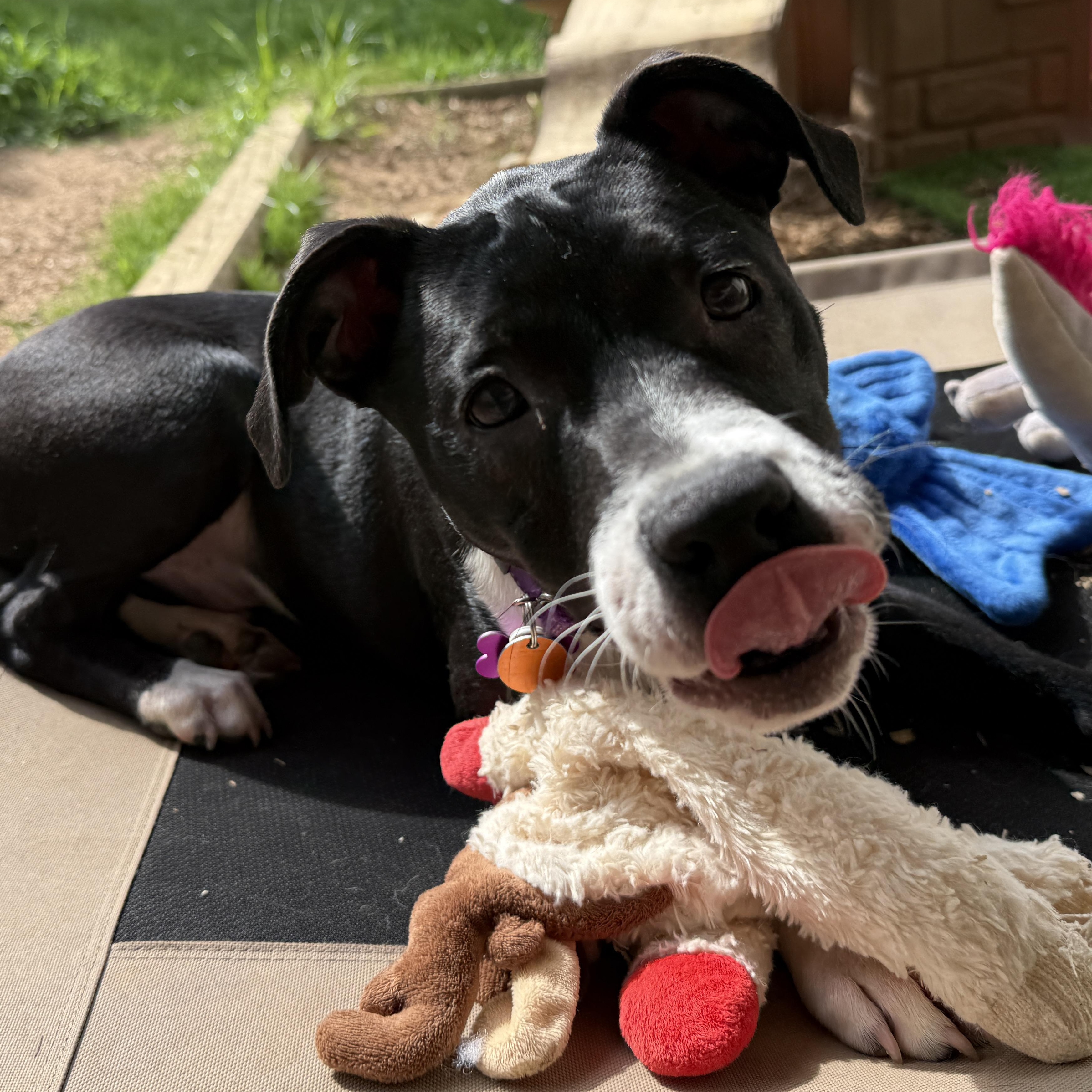 Enlarge Harry, a Adoptable mixed breed in Cumming, GA image 5/6