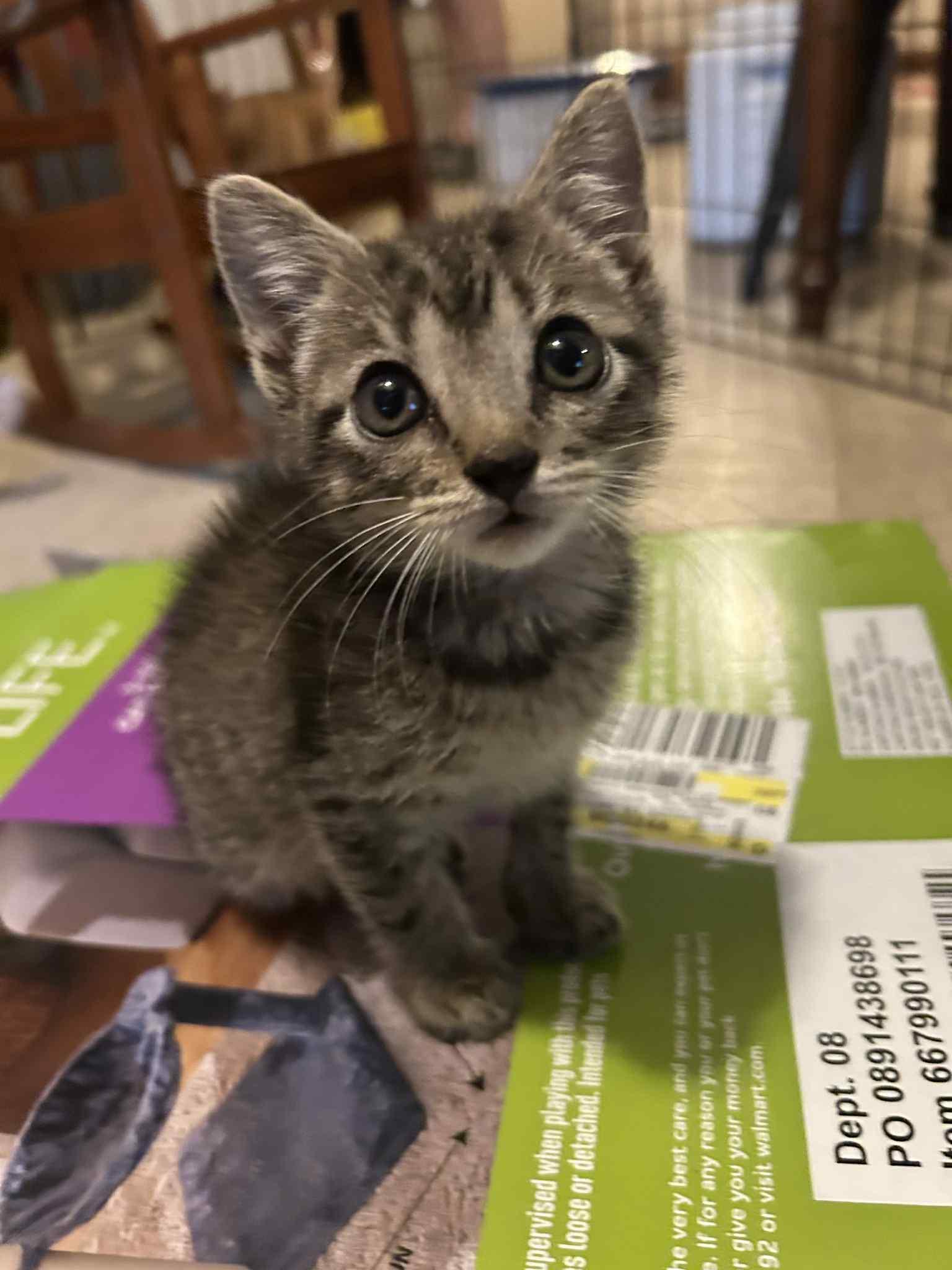 Tiny Tina, Adopted, Young Female Domestic Short Hair.