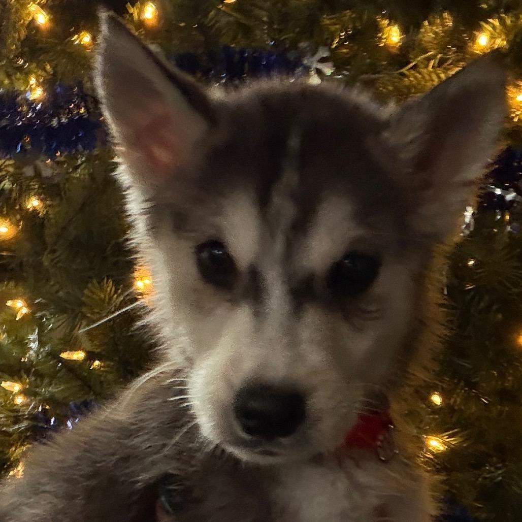 Cedar - red, Adoptable, Puppy Male Husky.