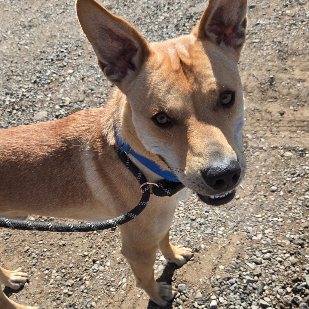 Enlarge Dave, a Adoptable mixed breed in Taos, NM image 1/6