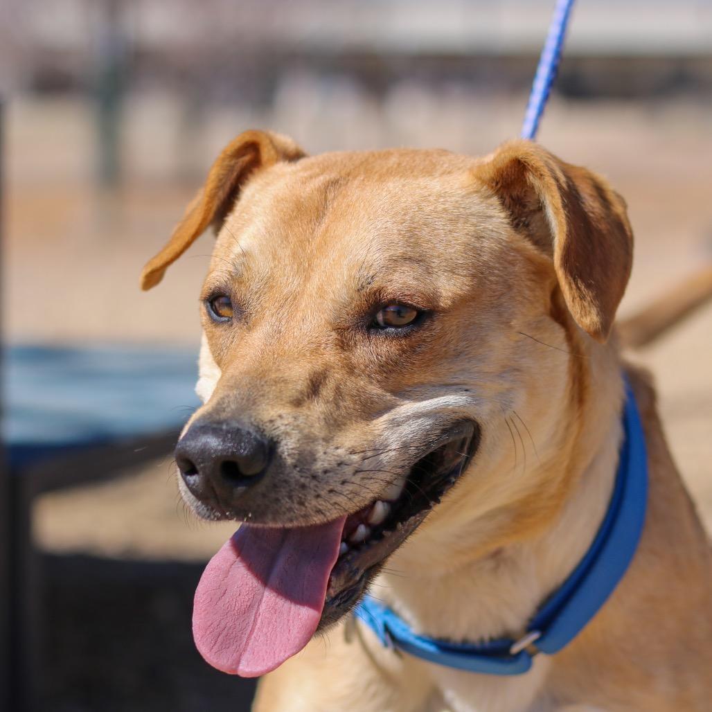 Enlarge Dave, a Adoptable mixed breed in Taos, NM image 2/6
