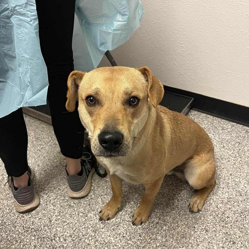 Enlarge Dave, a Adoptable mixed breed in Taos, NM image 3/6