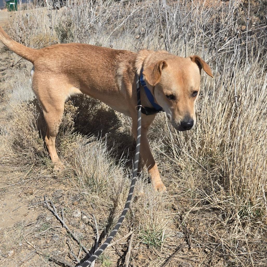 Enlarge Dave, a Adoptable mixed breed in Taos, NM image 4/6