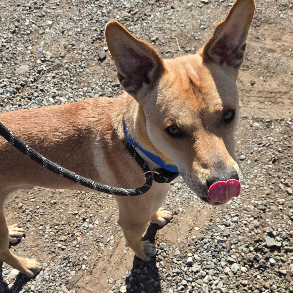 Enlarge Dave, a Adoptable mixed breed in Taos, NM image 5/6