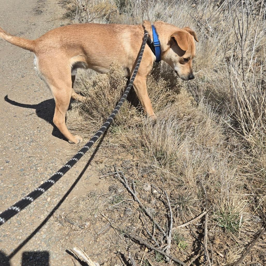 Enlarge Dave, a Adoptable mixed breed in Taos, NM image 6/6
