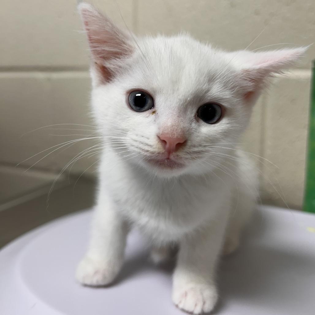 Snow White, Adoptable, Kitten Female Domestic Short Hair.