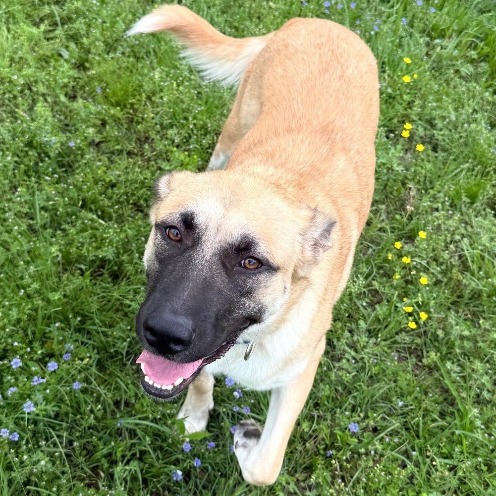 Serenity, a ADOPTABLE mixed breed in Krum, TX image 2/6