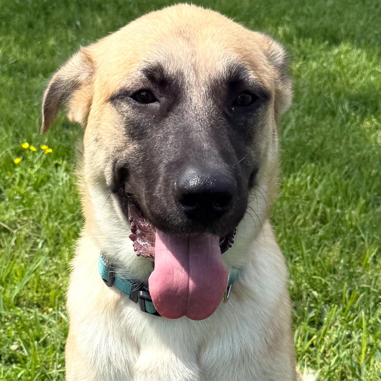 Serenity, a ADOPTABLE mixed breed in Krum, TX image 4/6