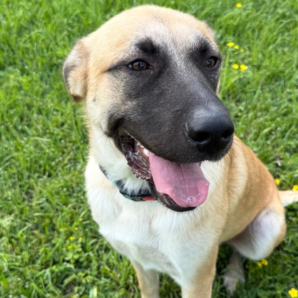 Serenity, ADOPTABLE, Young Female Anatolian Shepherd.