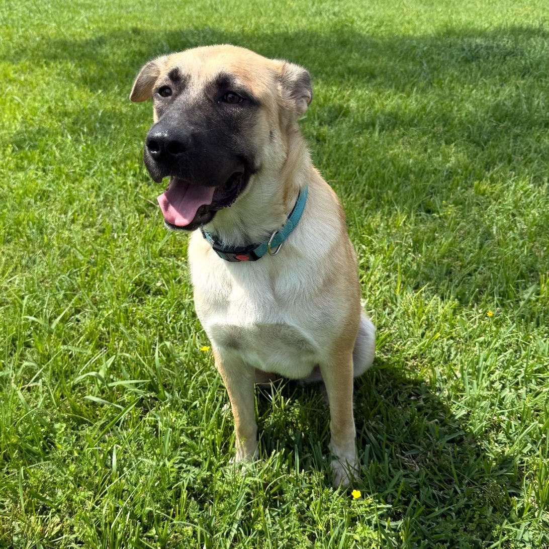 Serenity, a ADOPTABLE mixed breed in Krum, TX image 5/6