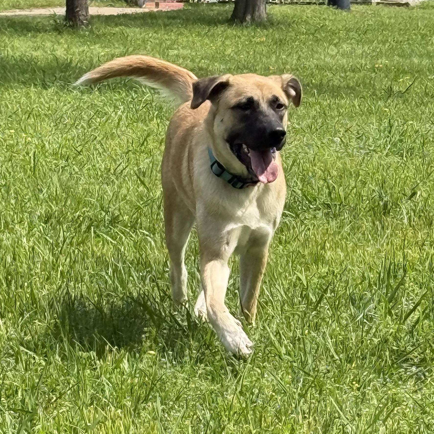 Serenity, a ADOPTABLE mixed breed in Krum, TX image 6/6