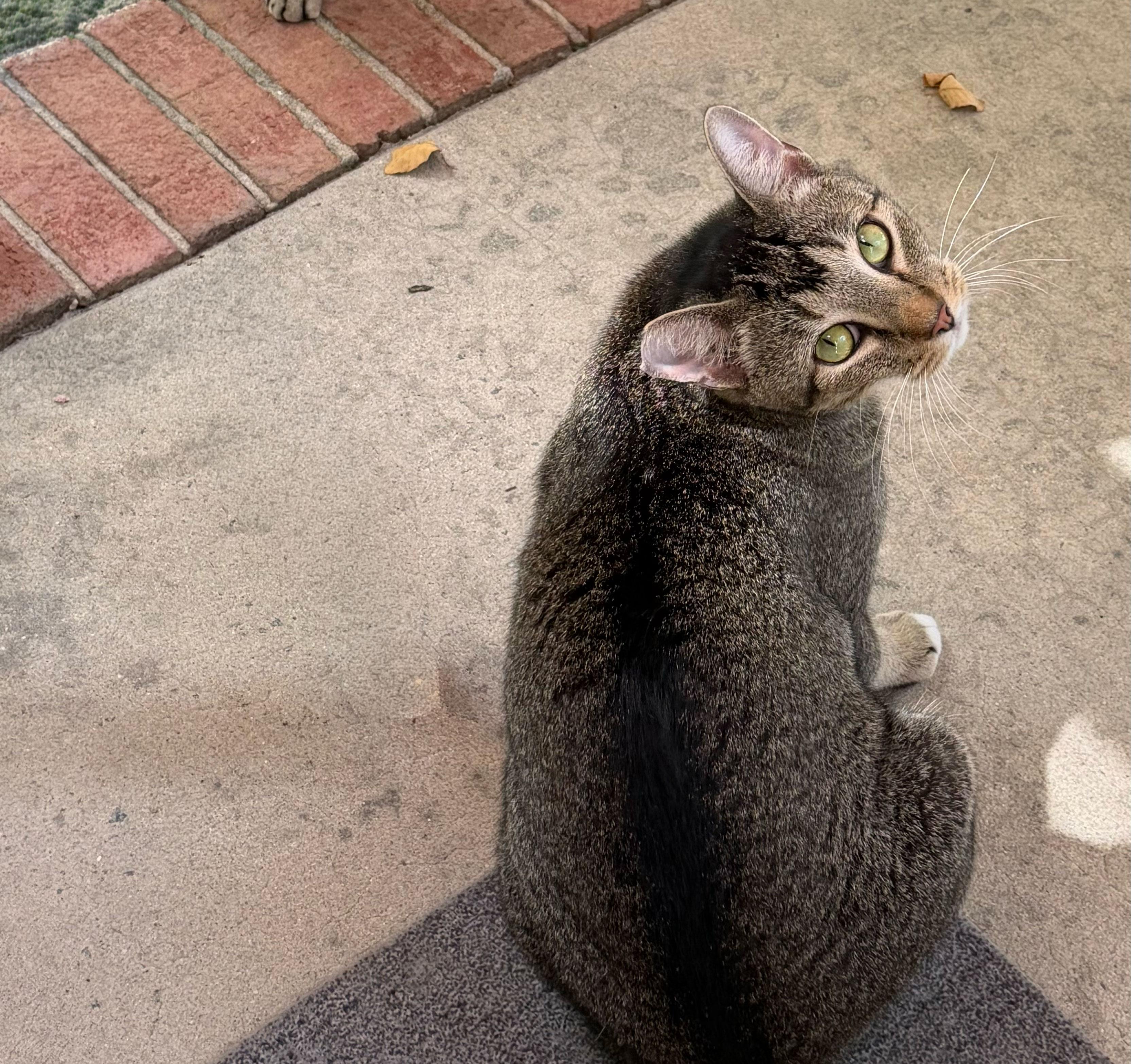 Shady, Adoptable, Young Male Domestic Short Hair.