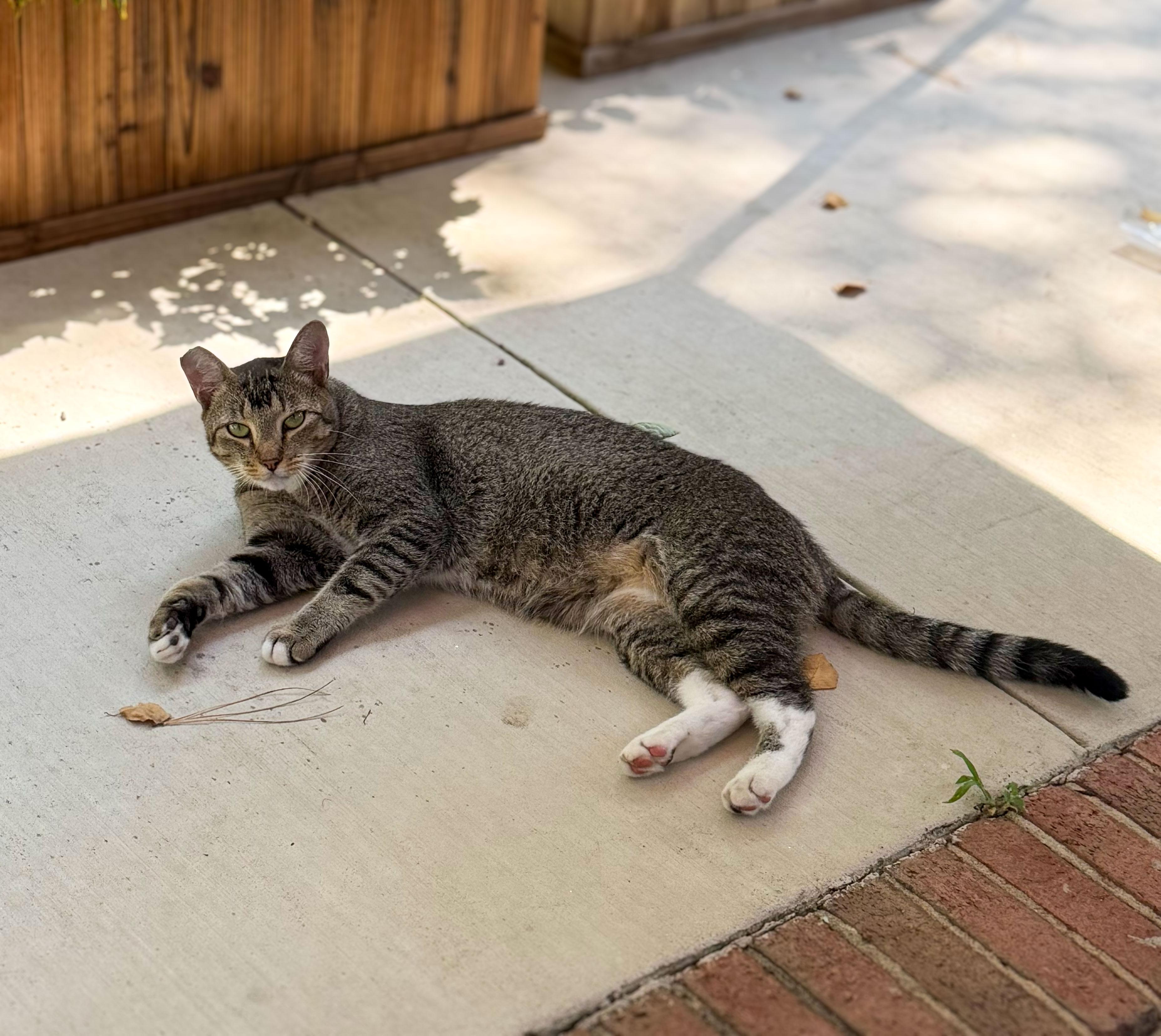 Enlarge Shady, a Adoptable Domestic Short Hair in Boothbay, ME image 3/6