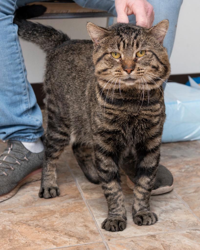 Simba, Adoptable, Young Male Domestic Short Hair.