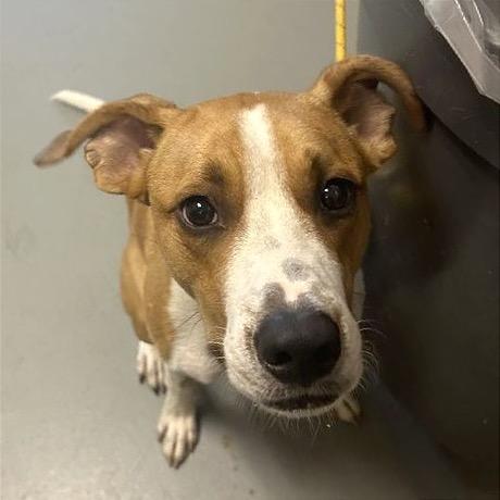 Enlarge PoPo, a Adoptable Mixed Breed in Asheville, NC image 2/3