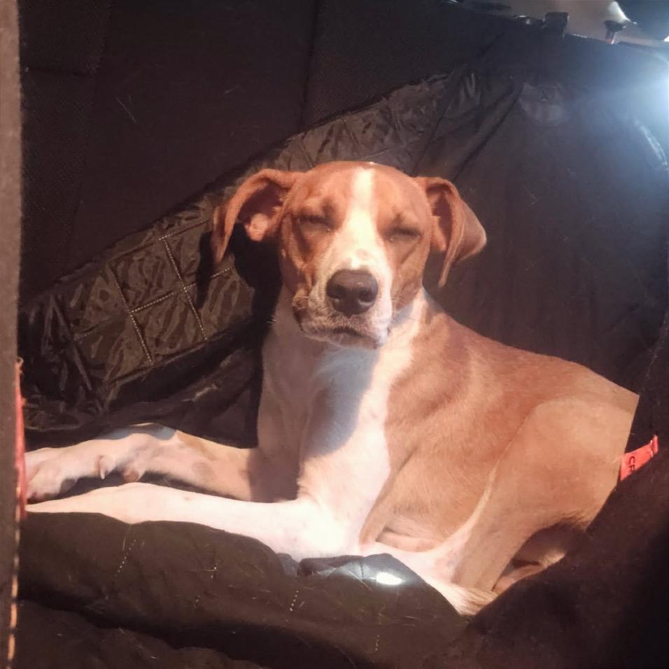 Enlarge PoPo, a Adoptable Mixed Breed in Asheville, NC image 3/3