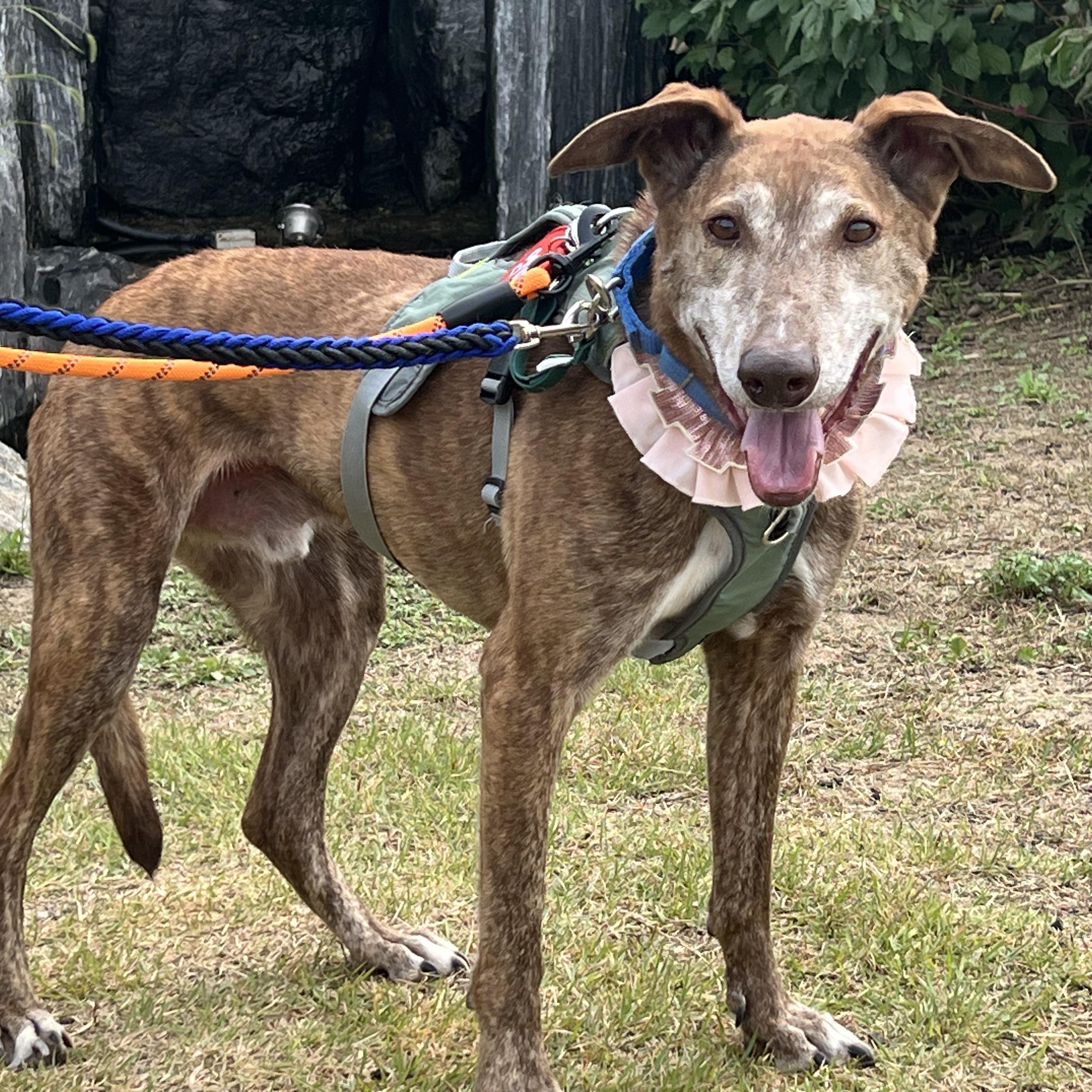 Amber, Adoptable, Senior Male Whippet & Jindo.