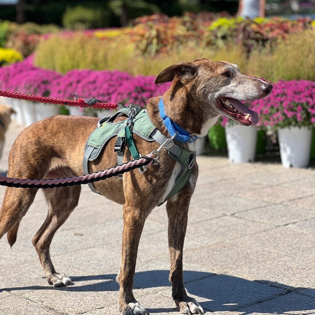 Enlarge Amber, a Adoptable mixed breed in Philadelphia , PA image 3/5