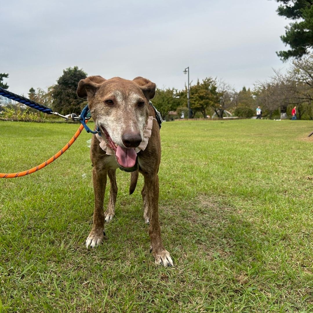 Enlarge Amber, a Adoptable mixed breed in Philadelphia , PA image 5/5
