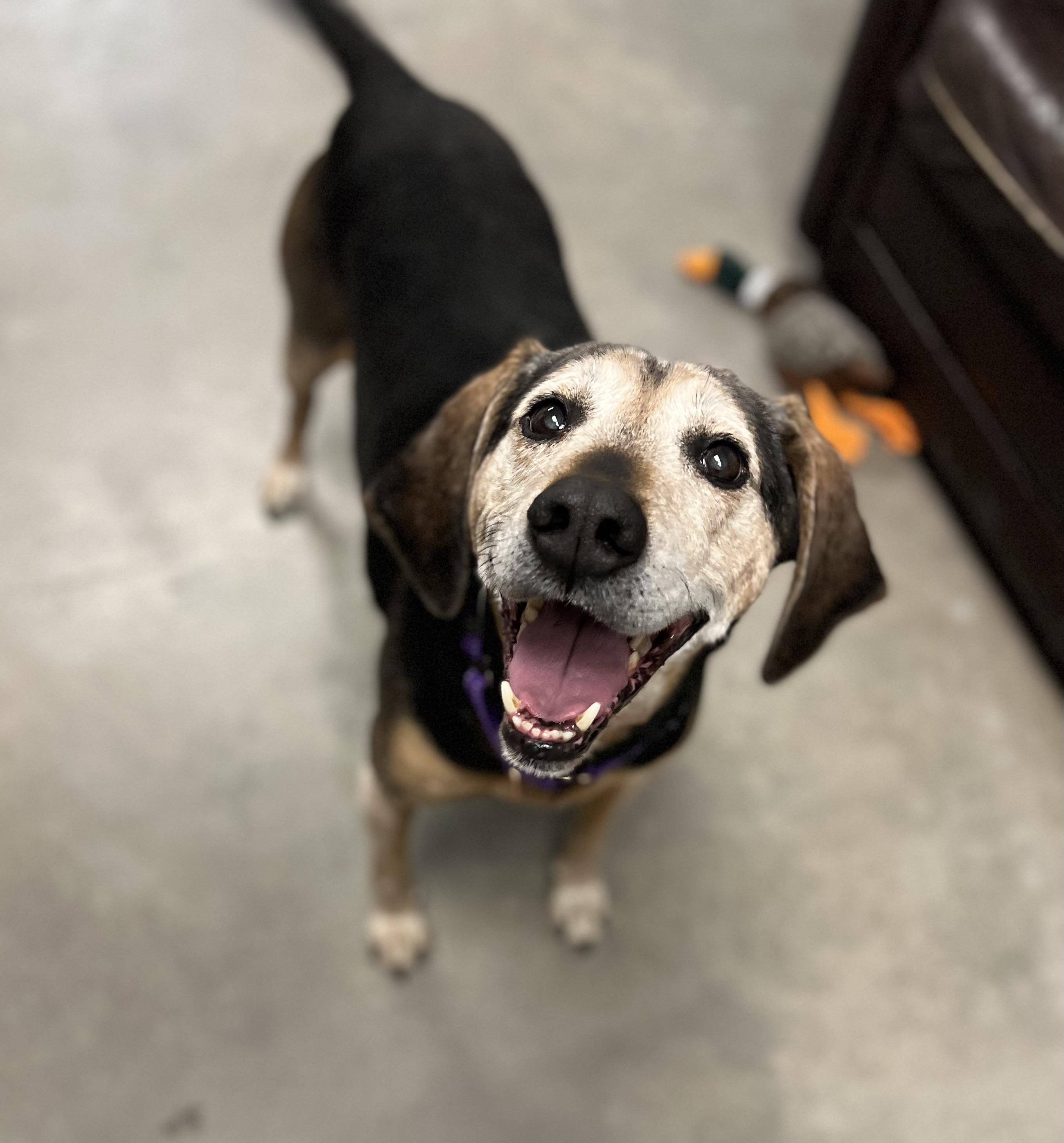 Jubal, ADOPTABLE, Senior Male Black and Tan Coonhound.