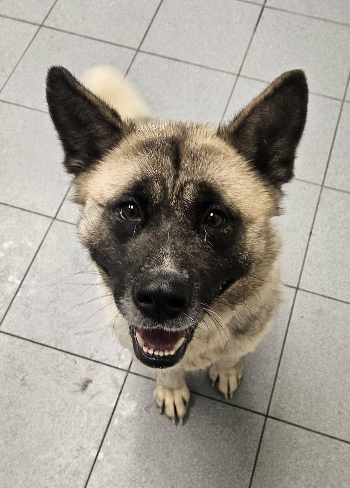 Enlarge China , an adopted Akita in Buffalo, NY image 3/5