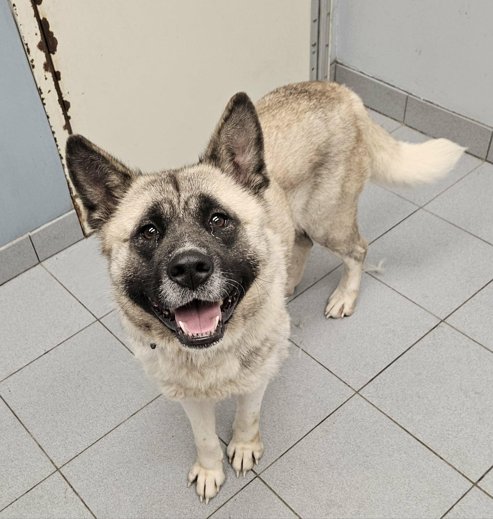 Enlarge China , an adopted Akita in Buffalo, NY image 4/5