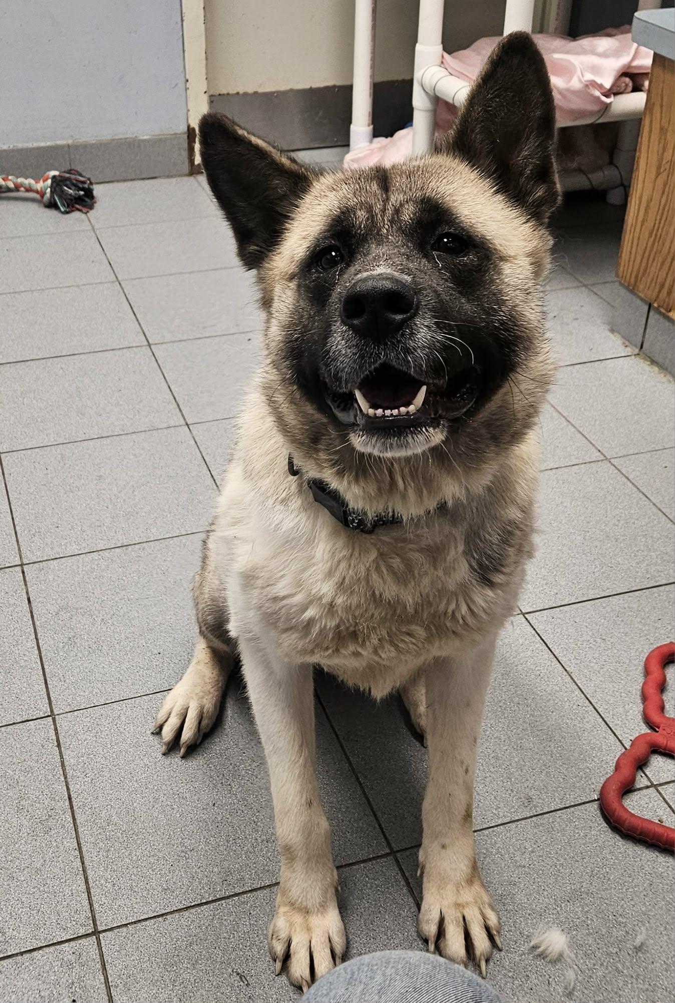 Enlarge China , an adopted Akita in Buffalo, NY image 2/5