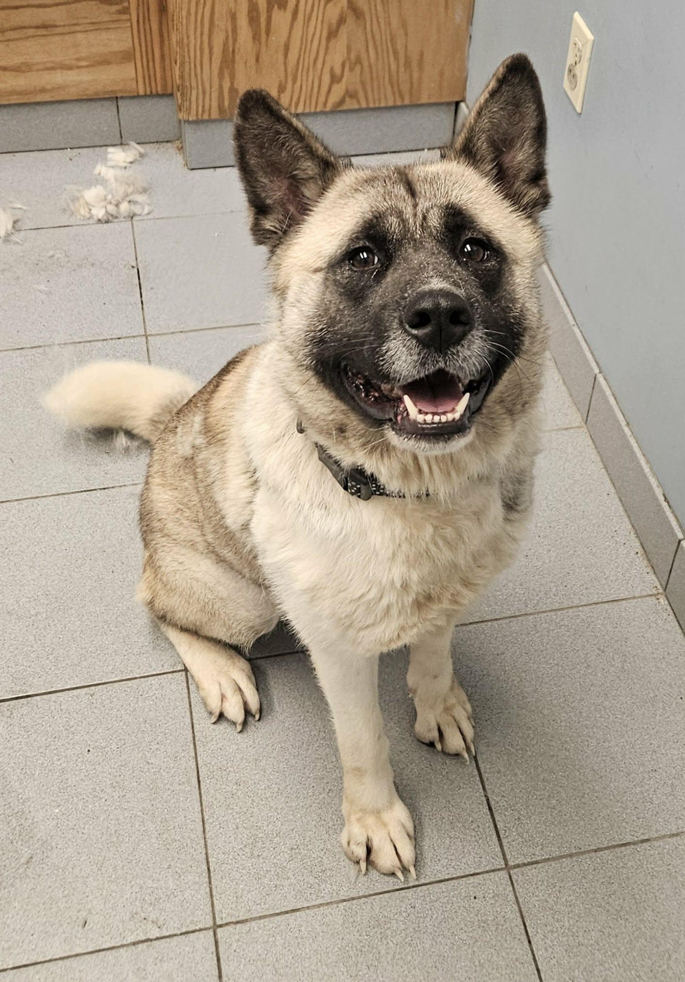 Enlarge China , an adopted Akita in Buffalo, NY image 1/5