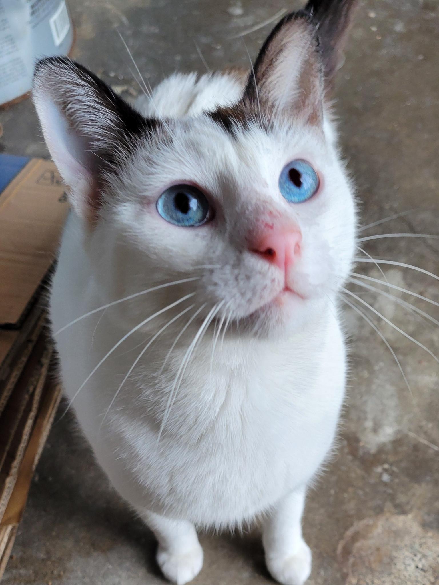 Joseph, Adoptable, Young Male Siamese.