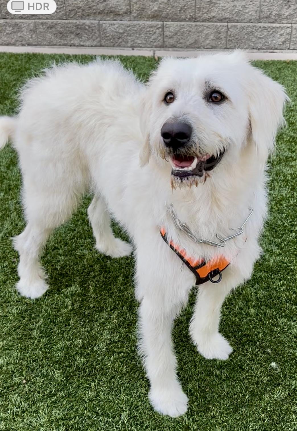 Rocco, an adoptable Labradoodle in Fremont, CA, 94539 | Photo Image 1