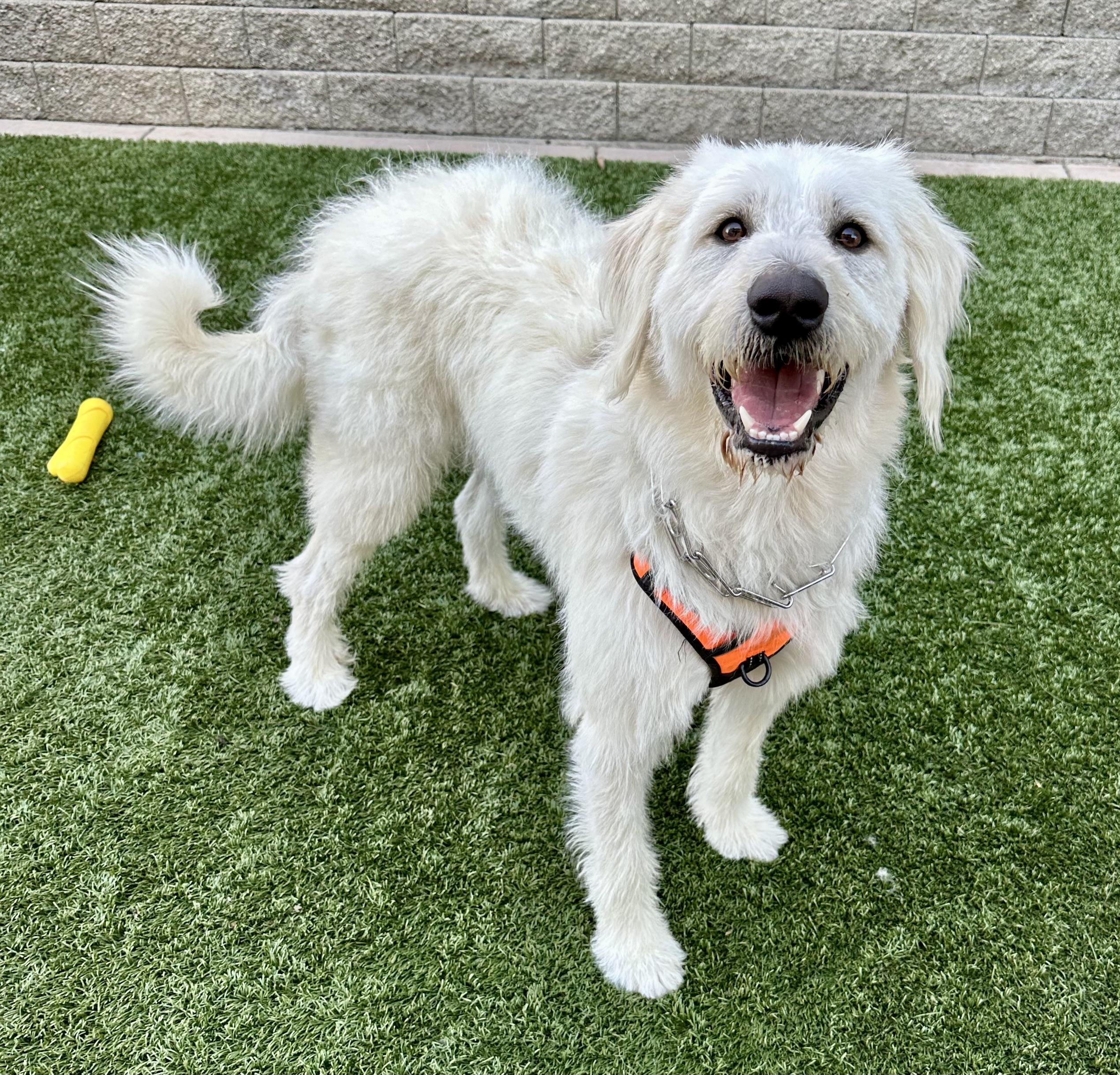 Rocco, an adoptable Labradoodle in Fremont, CA, 94539 | Photo Image 2