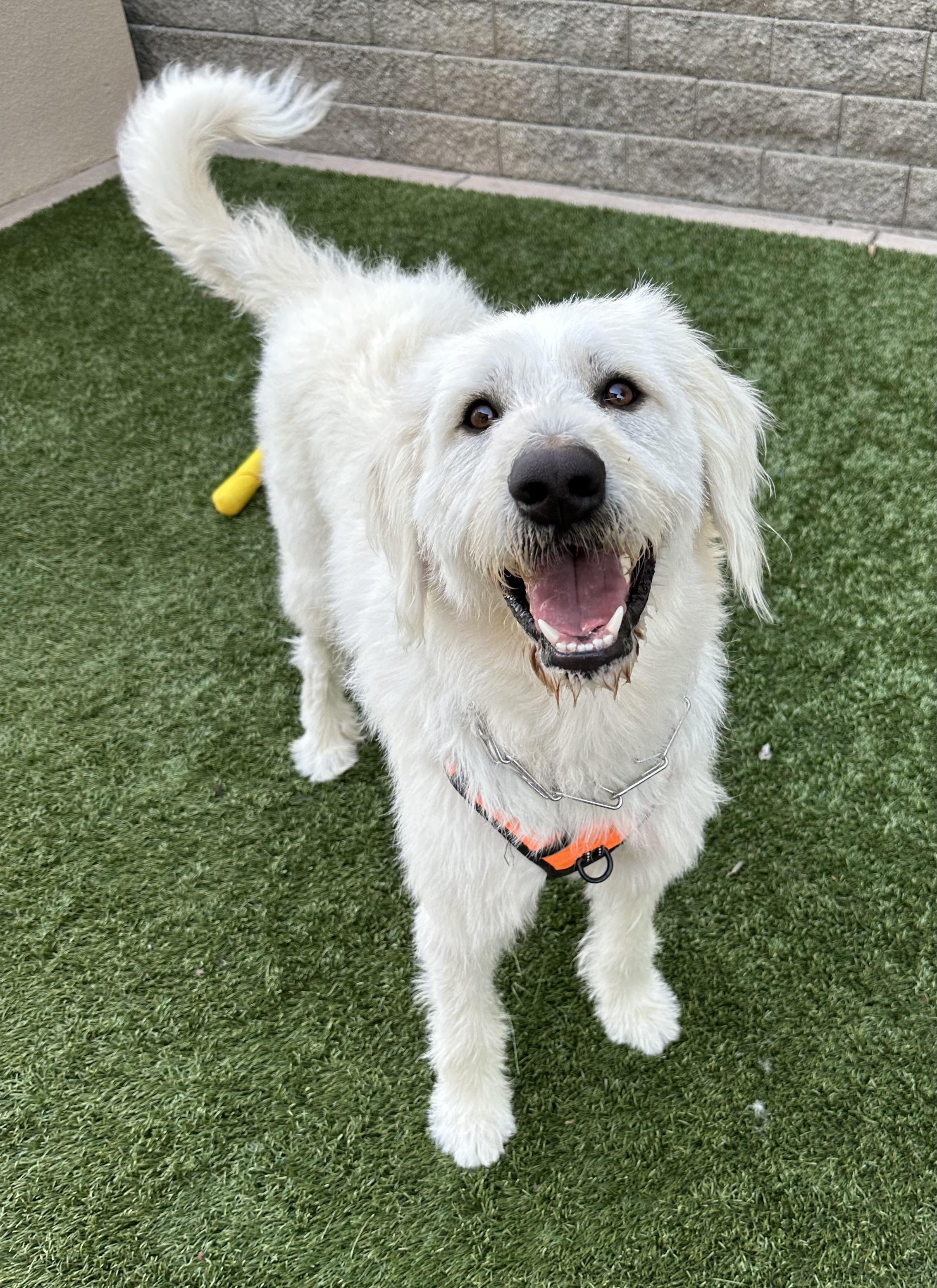 Rocco, an adoptable Labradoodle in Fremont, CA, 94539 | Photo Image 3
