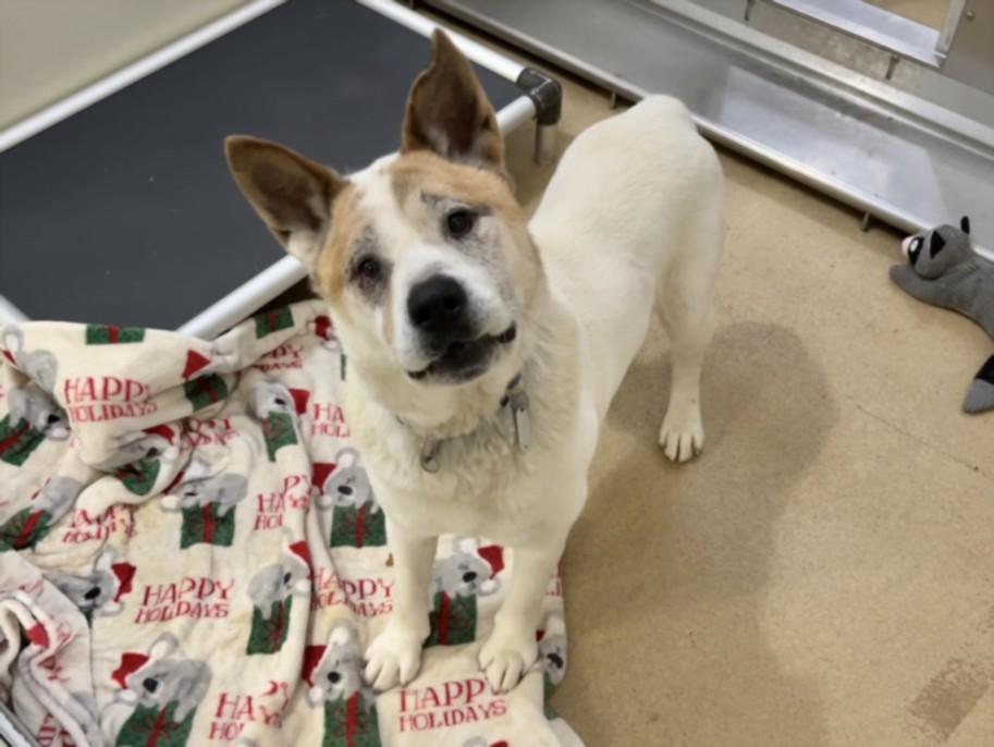 Enlarge LUIGI**, a Adoptable Akita in Chapel Hill, NC image 1/1