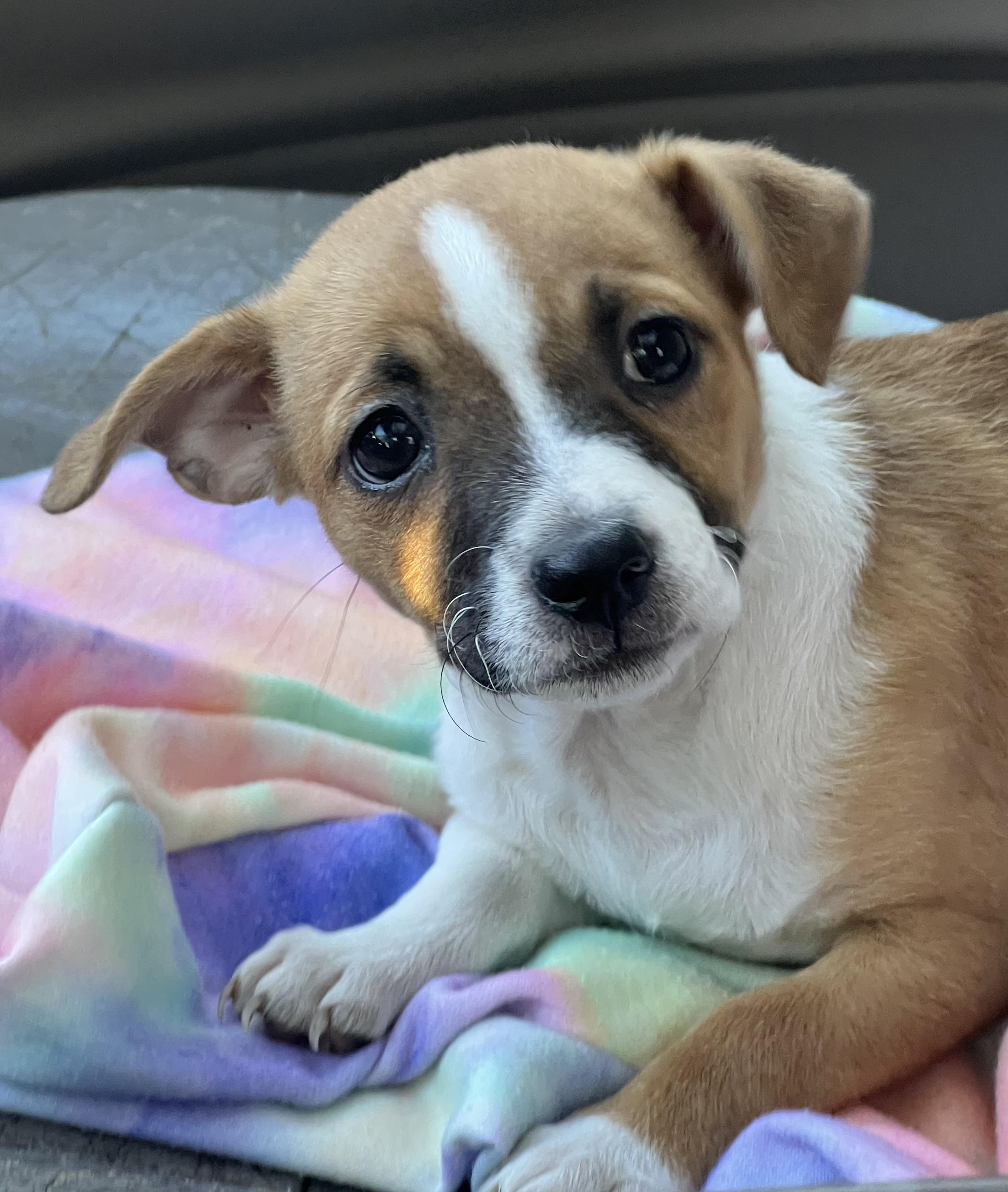 Enlarge Lima Bean, a ADOPTABLE mixed breed in Mt Pleasant, SC image 5/6