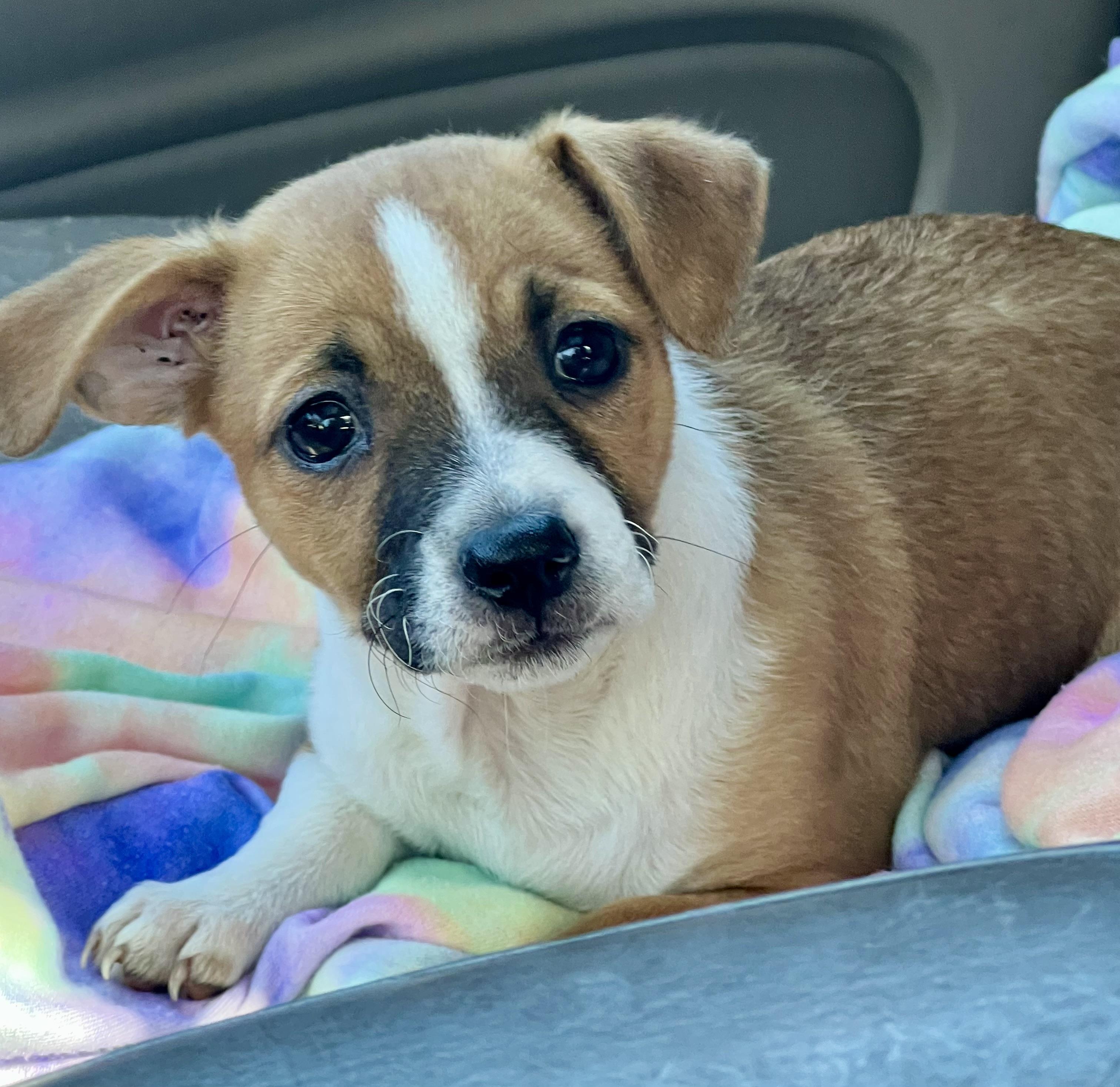Enlarge Lima Bean, a ADOPTABLE mixed breed in Mt Pleasant, SC image 6/6