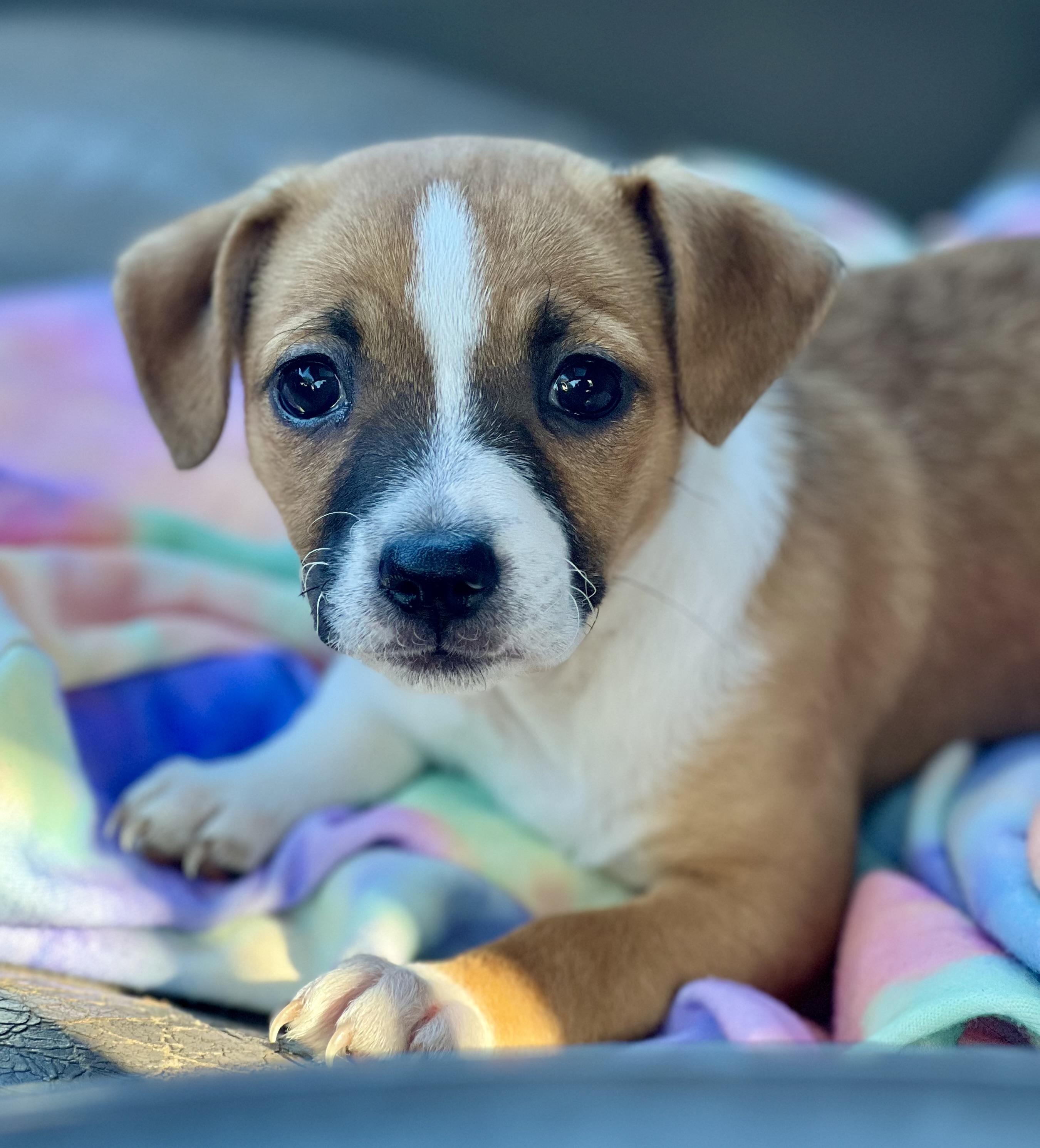 Enlarge Lima Bean, a ADOPTABLE mixed breed in Mt Pleasant, SC image 3/6