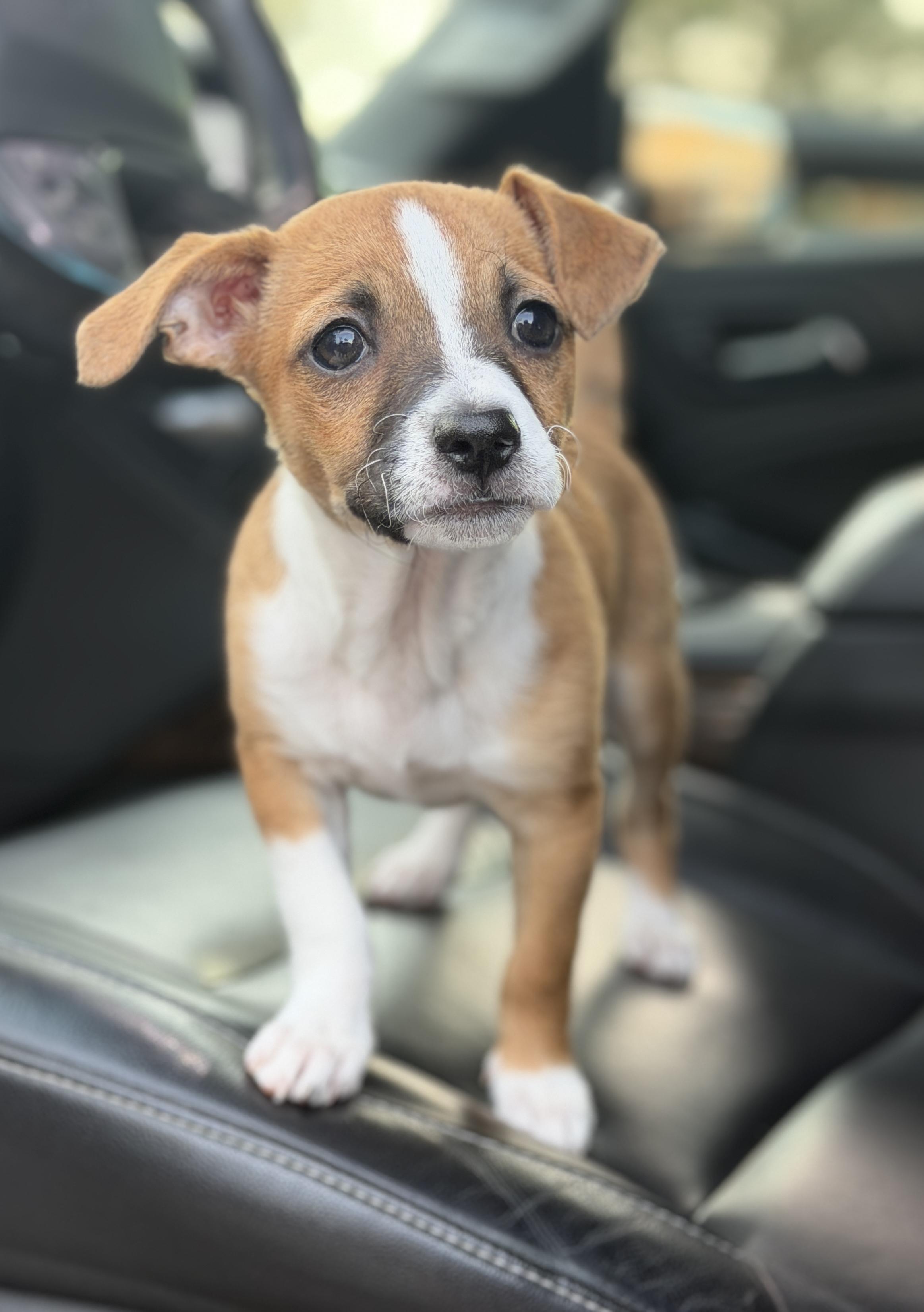 Enlarge Lima Bean, a ADOPTABLE mixed breed in Mt Pleasant, SC image 2/6