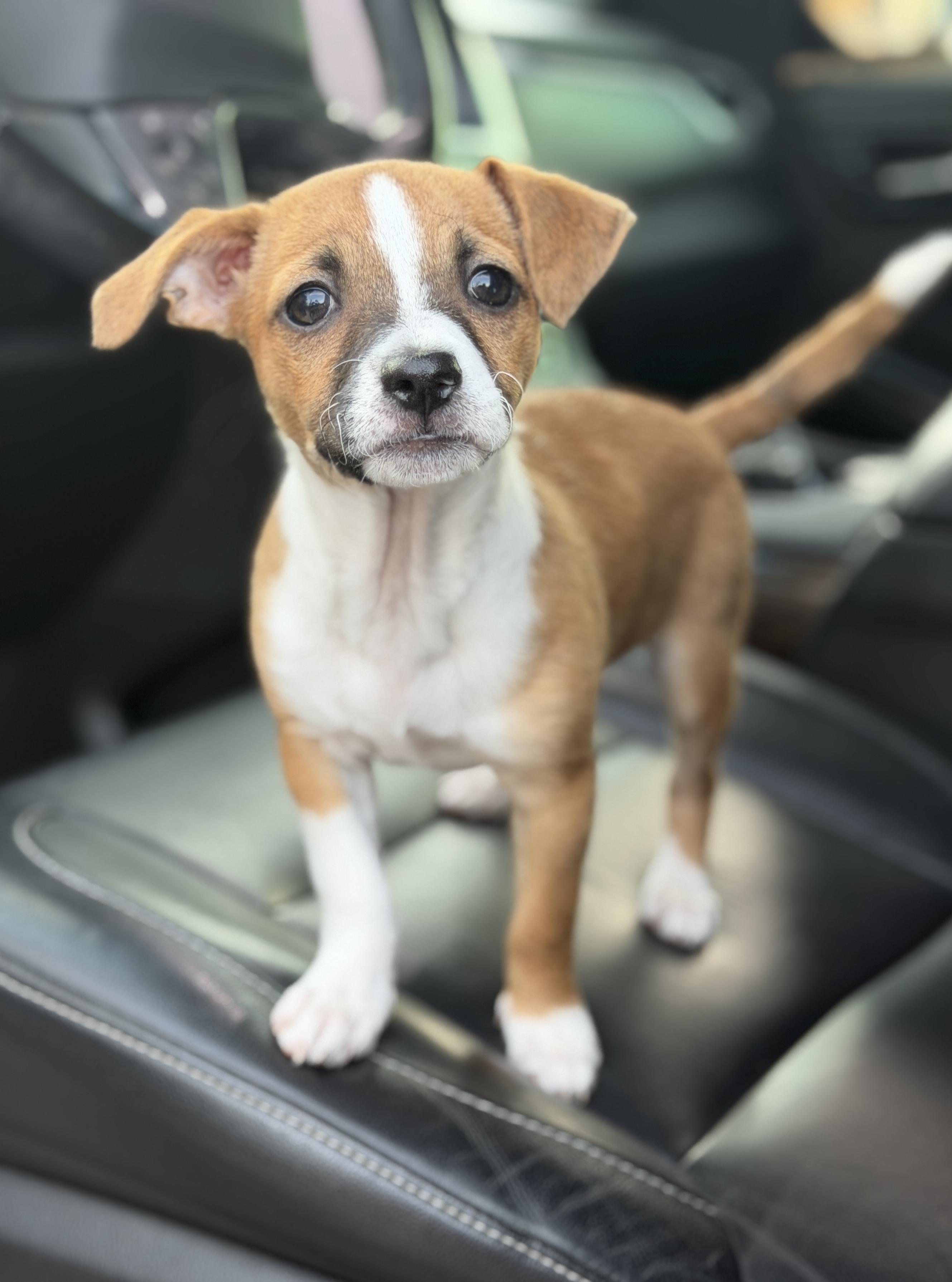 Lima Bean, ADOPTABLE, Puppy Female Chihuahua.