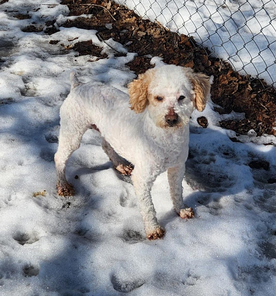Willy, an adopted Miniature Poodle in Liberty Center, OH image 3/6