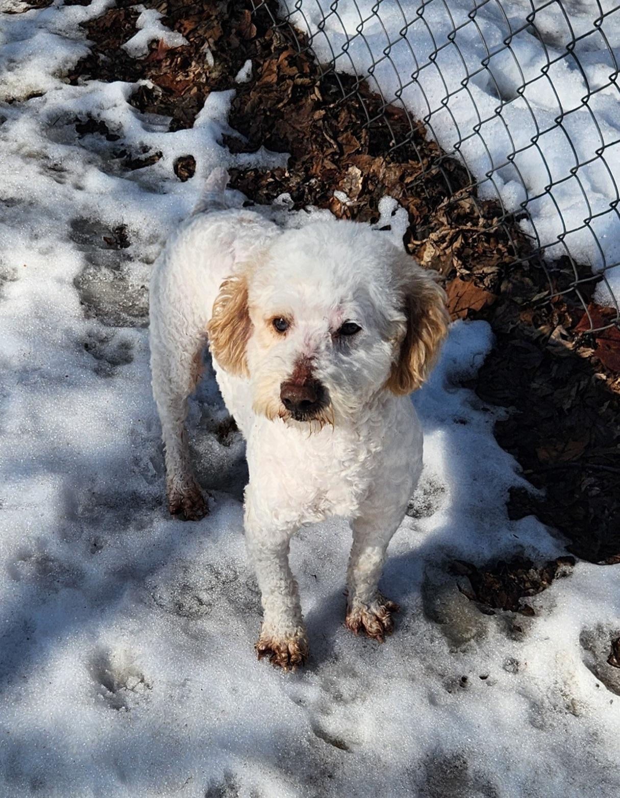 Willy, an adopted Miniature Poodle in Liberty Center, OH image 6/6