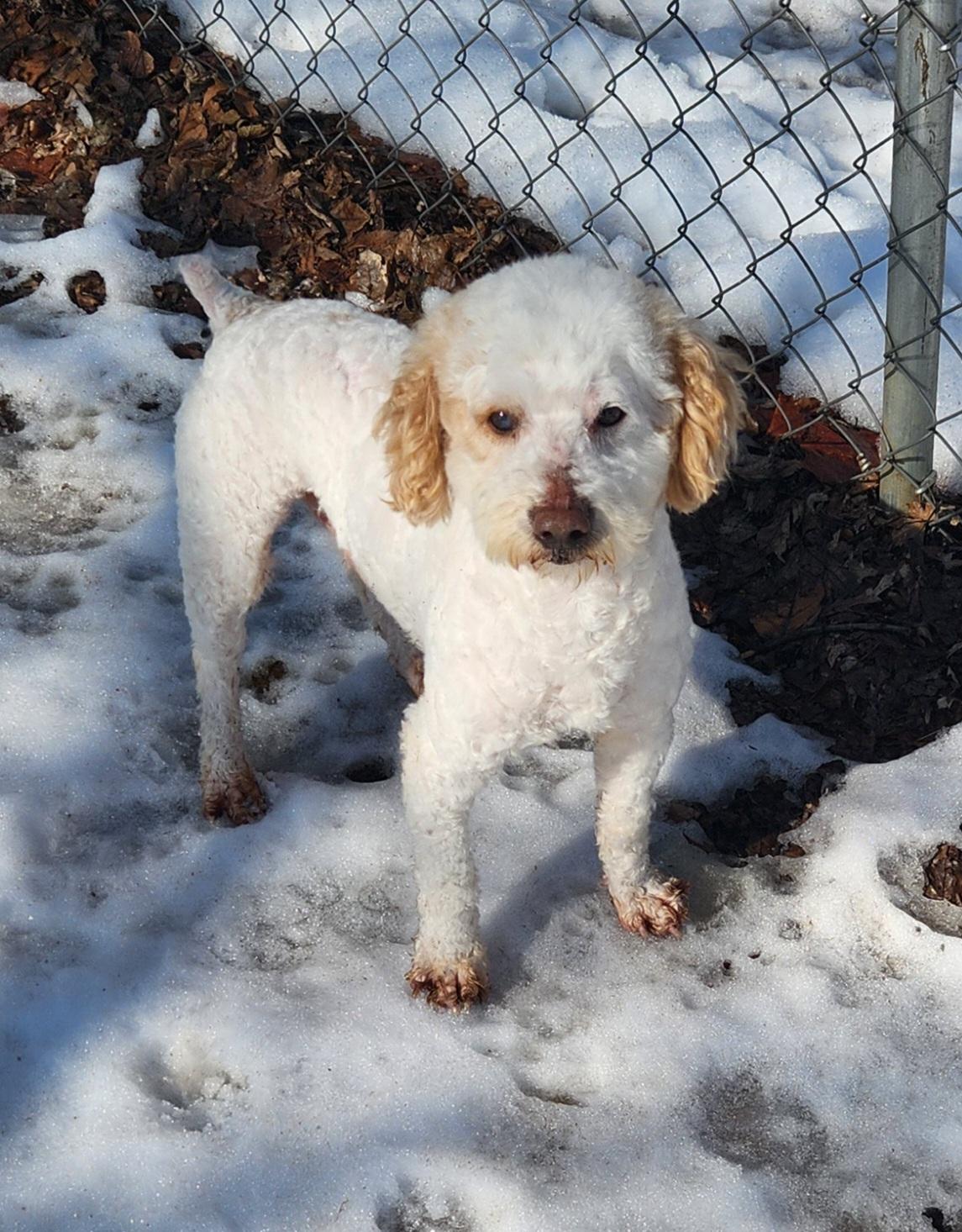 Willy, an adopted Miniature Poodle in Liberty Center, OH image 5/6