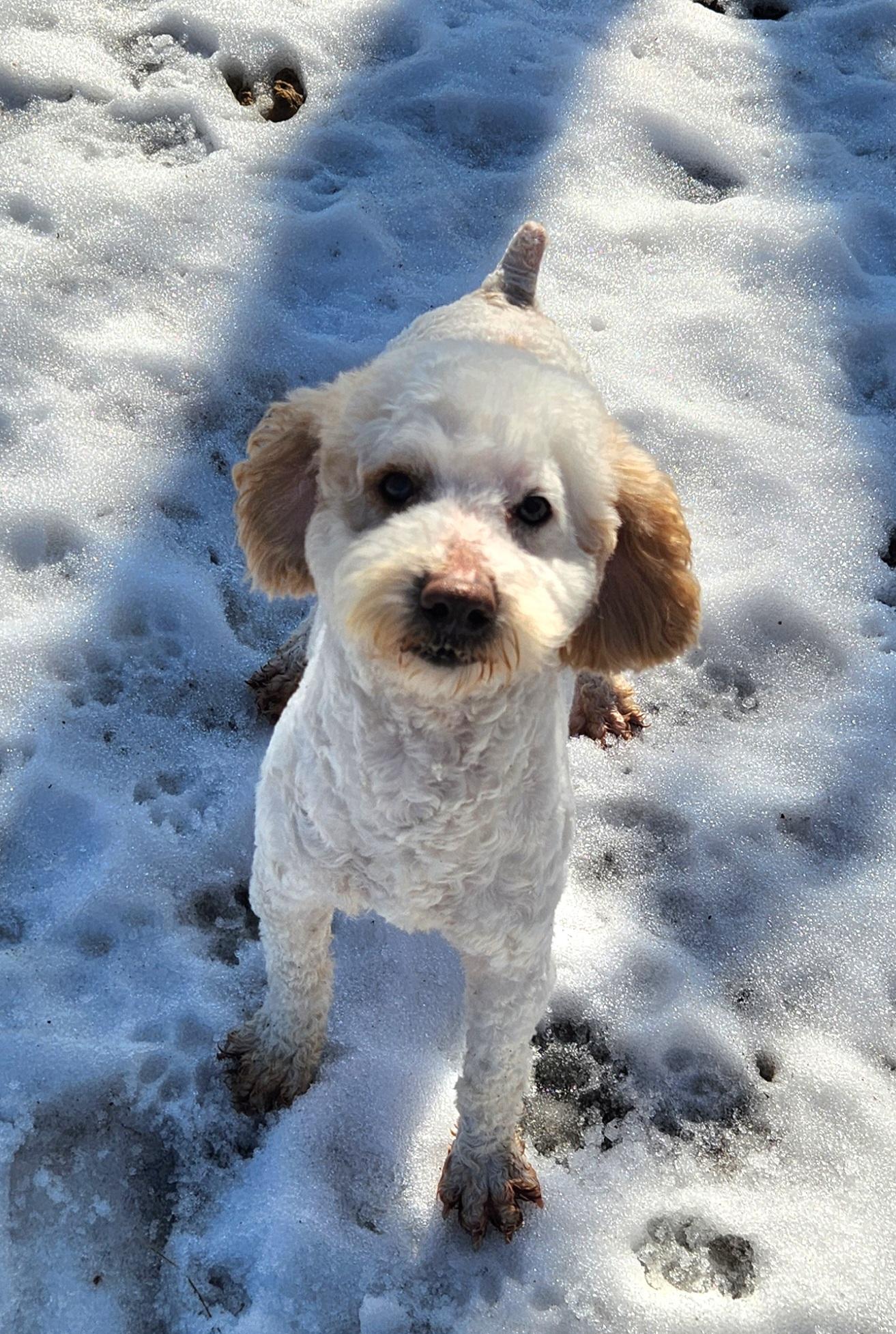 Willy, an adopted Miniature Poodle in Liberty Center, OH image 1/6