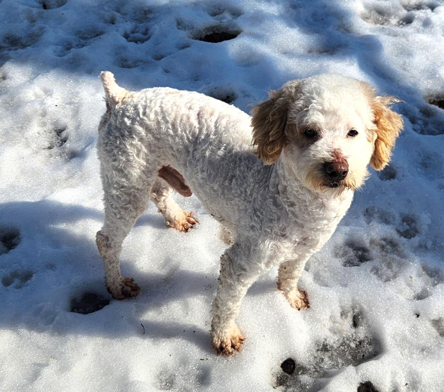 Willy, an adopted Miniature Poodle in Liberty Center, OH image 2/6