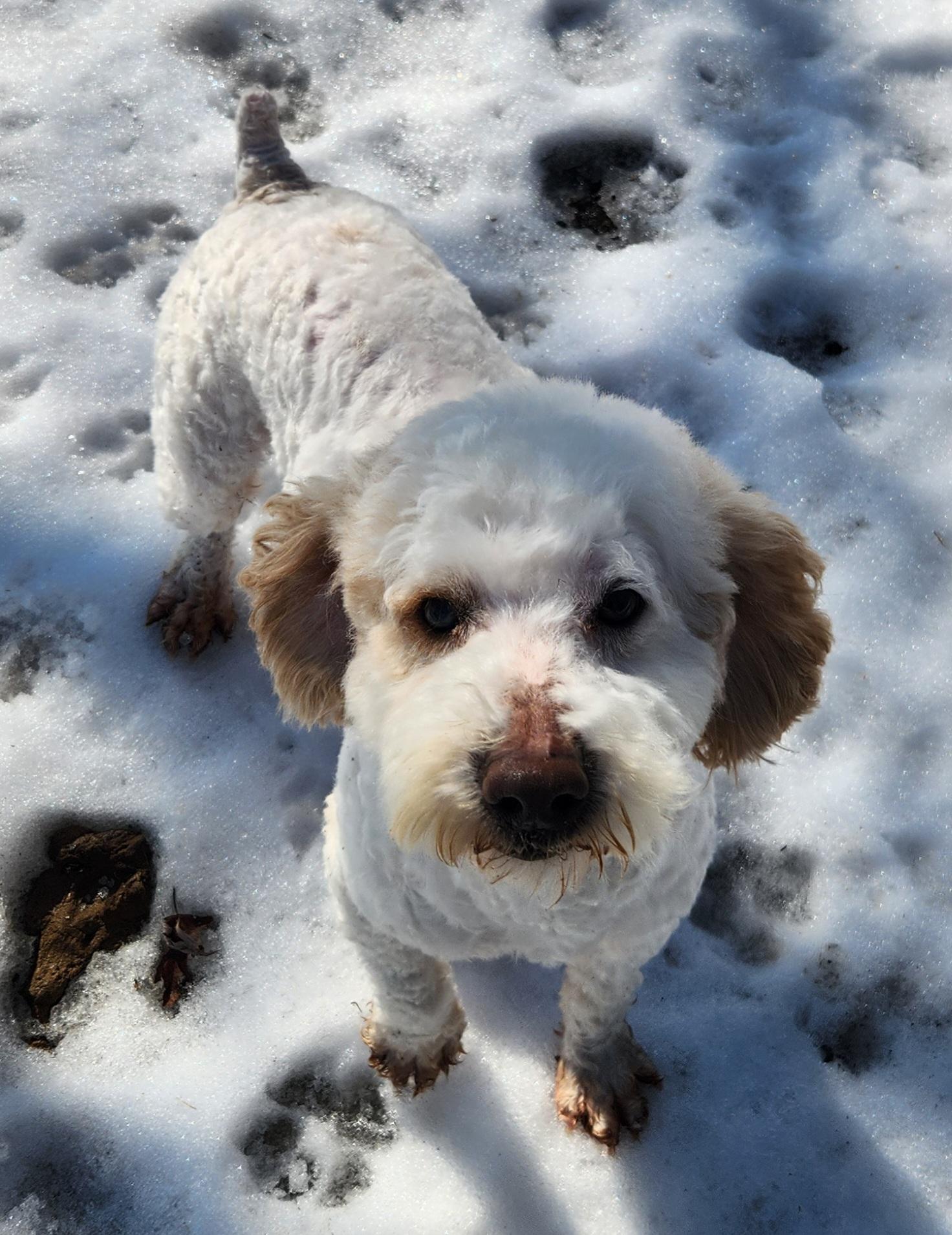 Willy, an adopted Miniature Poodle in Liberty Center, OH image 4/6