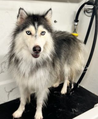 JUELZ, Adoptable, Adult Female Siberian Husky.