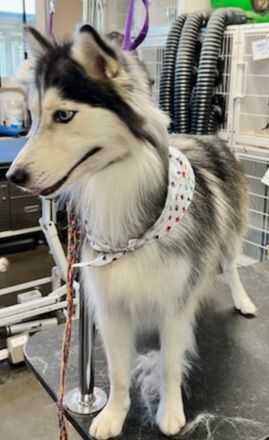 JUELZ, a Adoptable Siberian Husky in Valencia, CA image 2/4