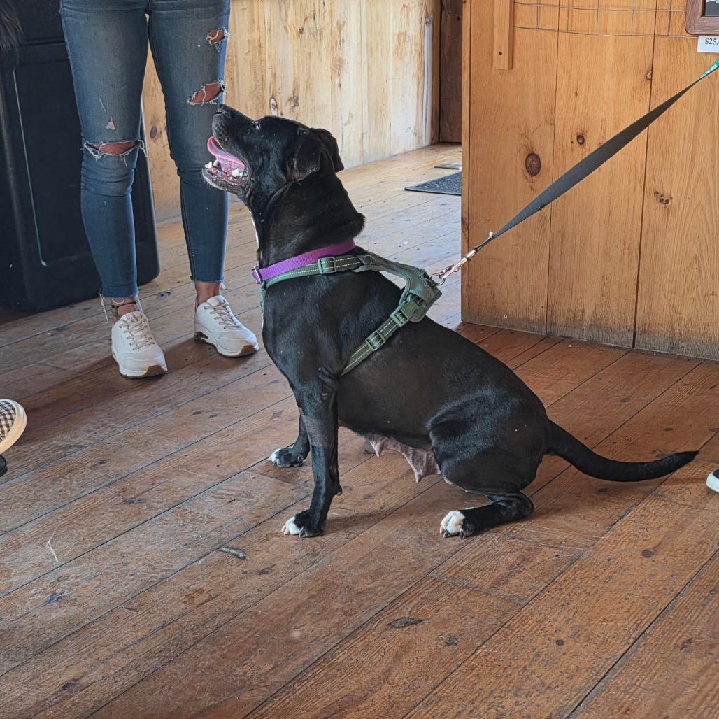 Martha May, Adoptable, Young Female Pit Bull Terrier & Mixed Breed.