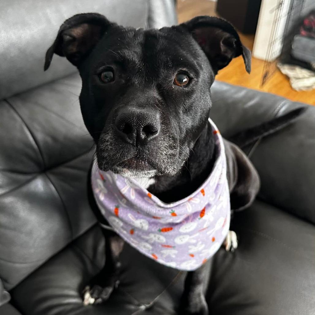 Martha May, Adoptable, Young Female Pit Bull Terrier & Mixed Breed.