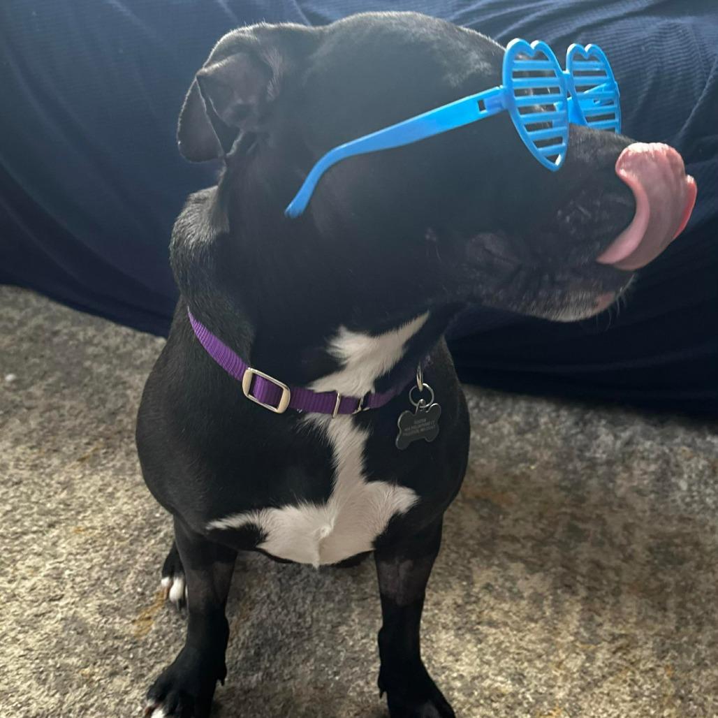 Enlarge Martha May, a Adoptable mixed breed in Jarrettsville, MD image 4/6