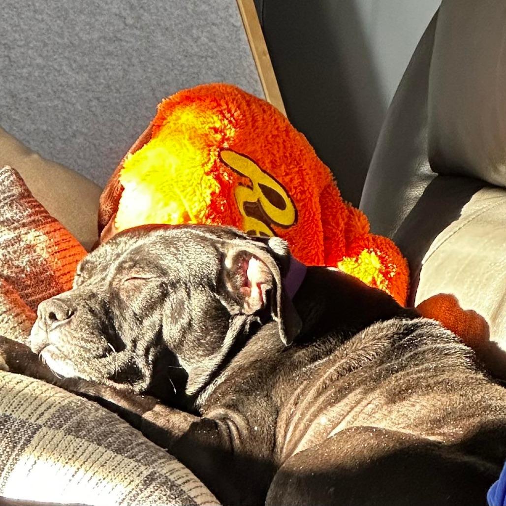 Enlarge Martha May, a Adoptable mixed breed in Jarrettsville, MD image 5/6